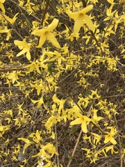 Forsythia