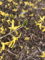 Forsythia