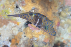 Canthigaster ocellicincta