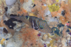 Canthigaster ocellicincta