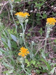 Packera dubia
