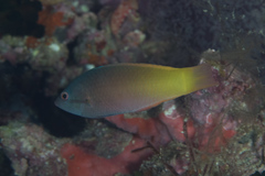 Halichoeres prosopeion