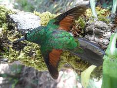 Eupherusa poliocerca