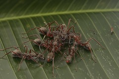 Dolichoderus attelaboides