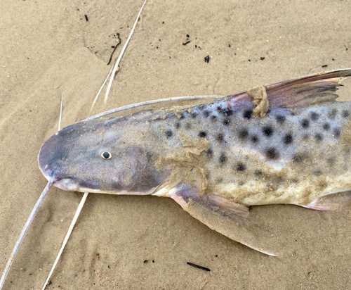 Catfish (Luciopimelodus pati) — Pimelodidae — 2