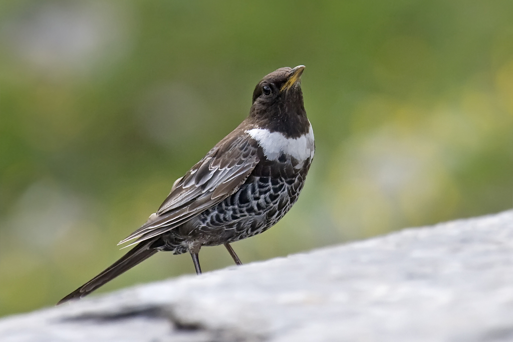 Alpine Ring Ouzel