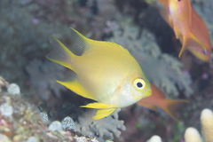 Amblyglyphidodon aureus