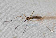 Teucholabis complexa