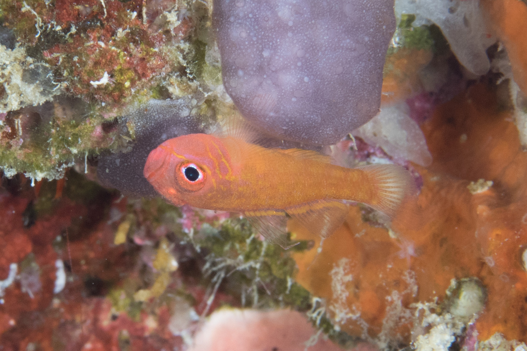 Yellow-Red Pygmygoby