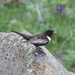 Eastern Ring Ouzel - Photo (c) Scops, some rights reserved (CC BY)