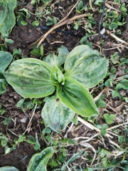 Plantago
