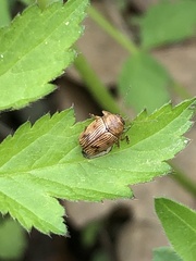 Cryptocephalus implacidus