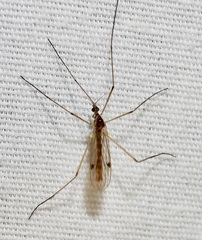 Teucholabis complexa