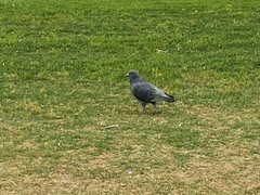 Columba livia domestica