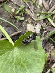 Andrena erigeniae