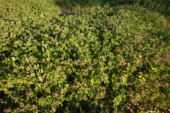 Trifolium resupinatum