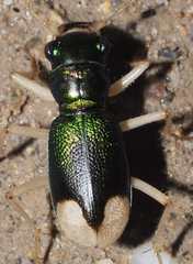 Grammognatha euphratica