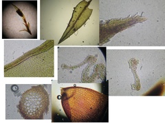 Schistidium apocarpum