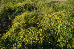 Trigonella corniculata