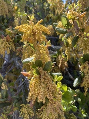 Quercus agrifolia agrifolia