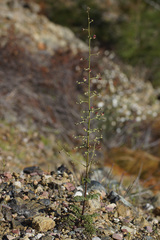Scrophularia lucida
