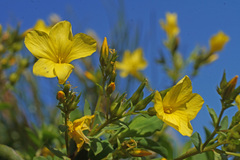 Linum arboreum