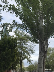 Populus alba