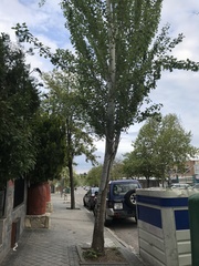 Populus alba