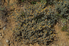 Cytisopsis dorycnifolia