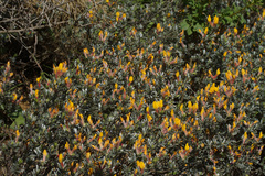 Cytisopsis dorycnifolia