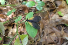 Pyromorpha dimidiata