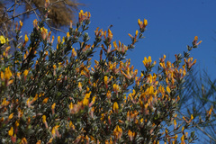 Cytisopsis dorycnifolia