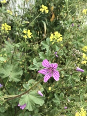 Malva sylvestris