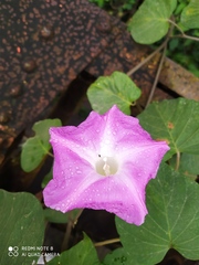 Ipomoea mairetii