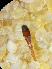 Myrmarachne jacksoni