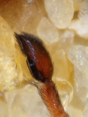 Myrmarachne jacksoni