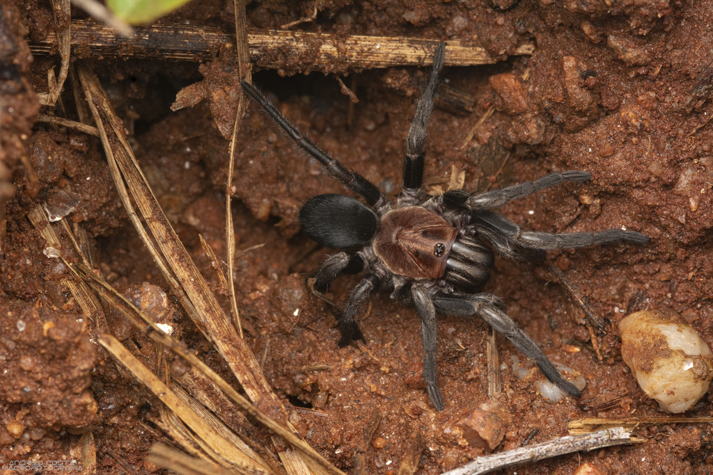 Acanthogonatus tacuariensis