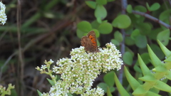 Aloeides damarensis