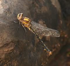 Ophiogomphus susbehcha