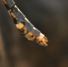 Ophiogomphus susbehcha