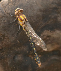 Ophiogomphus susbehcha