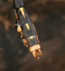 Ophiogomphus susbehcha