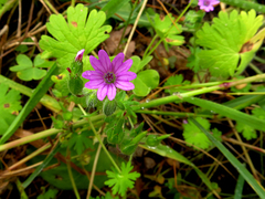 Geranium molle
