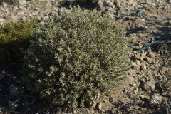 Thymelaea tartonraira argentea