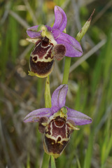 Ophrys fuciflora heterochila