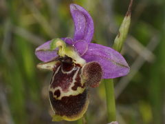 Ophrys fuciflora heterochila