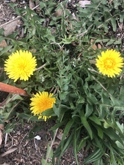 Taraxacum