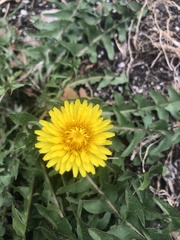 Taraxacum
