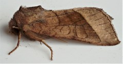 Hydraecia micacea