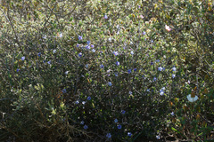 Lithodora hispidula